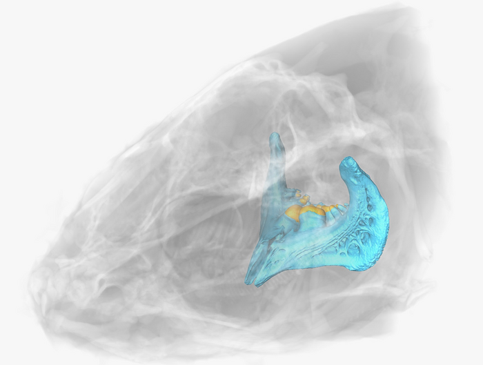 Modern carp xray show pharygeal bone