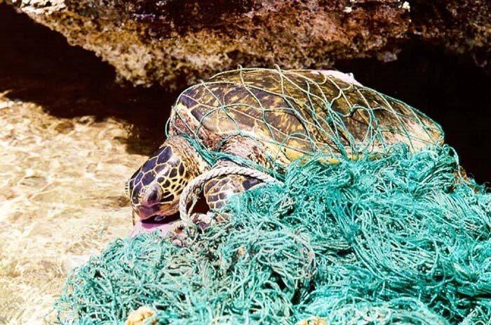 Entangled turtle in net NOAA photo